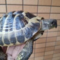 ヘルマンリクガメ（甲長約15,5cm）オス