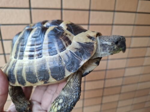 ヘルマンリクガメ（甲長約15,5cm）オス