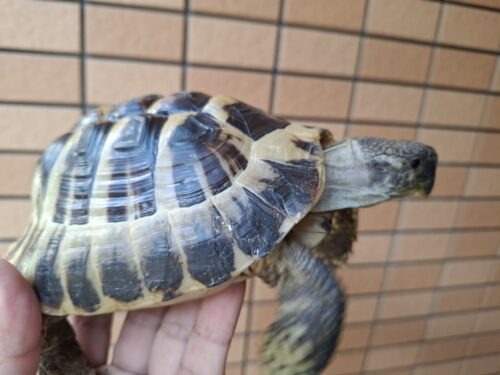ヘルマンリクガメ（甲長約15,5cm）オス - 画像 (7)