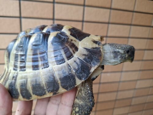 ヘルマンリクガメ（甲長約15,5cm）オス - 画像 (4)