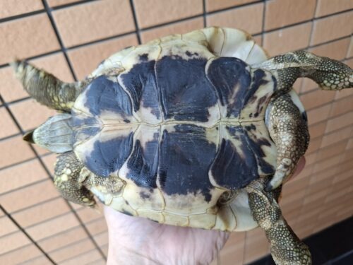 ヘルマンリクガメ（甲長約15,5cm）オス - 画像 (9)