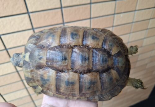アラブギリシャリクガメ（甲長約16,5cm）メス - 画像 (7)