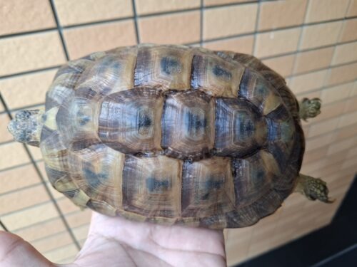 アラブギリシャリクガメ（甲長約16,5cm）メス - 画像 (4)
