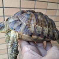 アラブギリシャリクガメ（甲長約16,5cm）メス