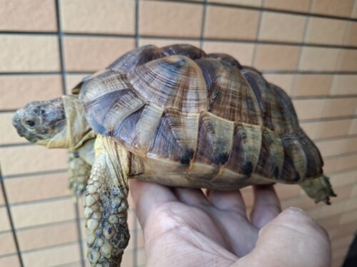 アラブギリシャリクガメ（甲長約16,5cm）メス - 画像 (2)