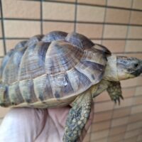アラブギリシャリクガメ（甲長約16,5cm）メス