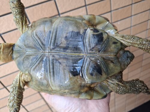 アラブギリシャリクガメ（甲長約16,5cm）メス - 画像 (8)