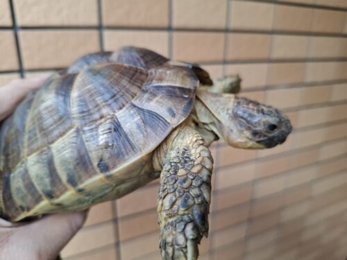 アラブギリシャリクガメ（甲長約16,5cm）メス - 画像 (5)