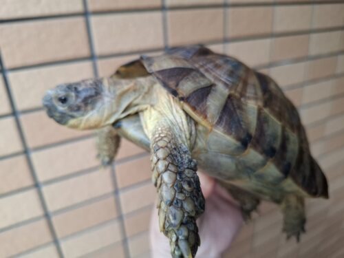 アラブギリシャリクガメ（甲長約16,5cm）メス - 画像 (6)