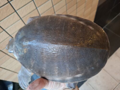 スッポンモドキ（甲長約18cm） - 画像 (5)