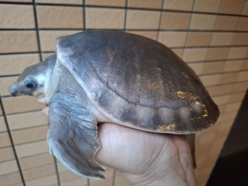 スッポンモドキ（甲長約18cm） - 画像 (4)