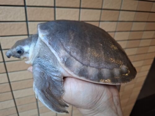 スッポンモドキ（甲長約18cm） - 画像 (3)