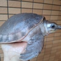 スッポンモドキ（甲長約18cm）
