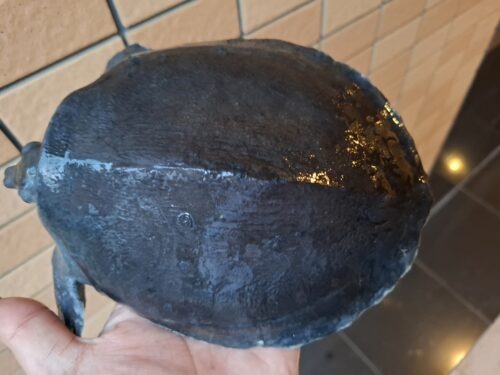 スッポンモドキ（甲長約18cm） - 画像 (11)