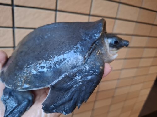 スッポンモドキ（甲長約18cm） - 画像 (7)