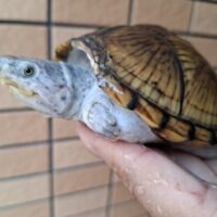 カブトニオイガメ（甲欠け）約11,5cm CB メス