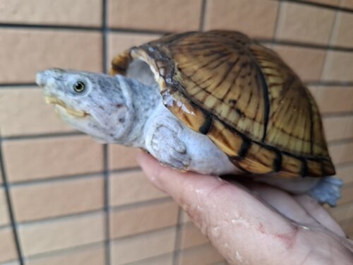 カブトニオイガメ（甲欠け）約11,5cm CB メス
