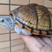 カブトニオイガメ（甲欠け）約11,5cm CB メス