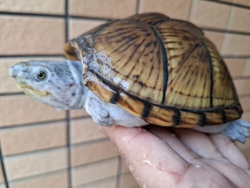 カブトニオイガメ（甲欠け）約11,5cm CB メス - 画像 (2)