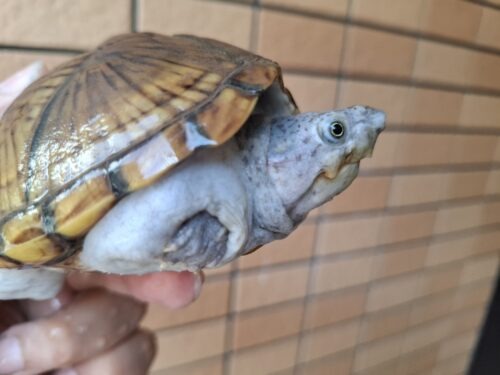 カブトニオイガメ（甲欠け）約11,5cm CB メス - 画像 (3)