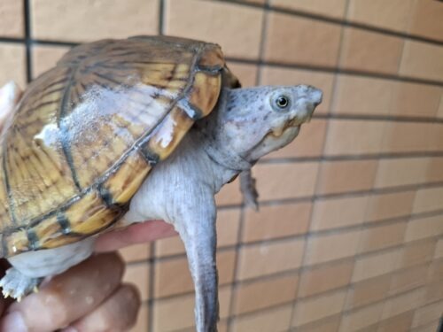 カブトニオイガメ（甲欠け）約11,5cm CB メス - 画像 (4)