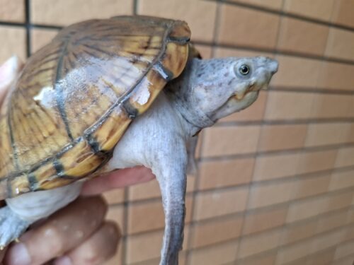 カブトニオイガメ（甲欠け）約11,5cm CB メス - 画像 (6)