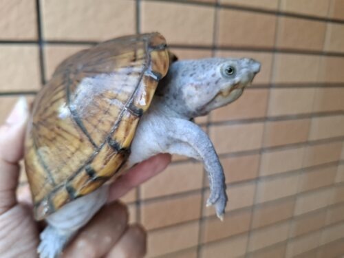 カブトニオイガメ（甲欠け）約11,5cm CB メス - 画像 (7)