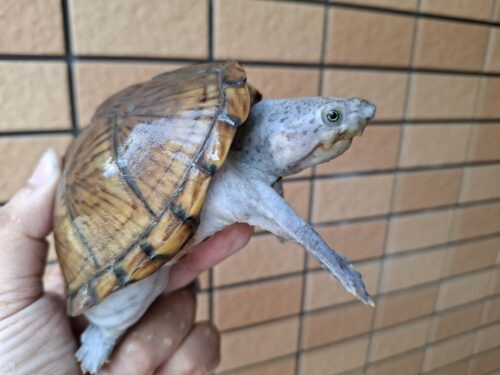 カブトニオイガメ（甲欠け）約11,5cm CB メス - 画像 (8)