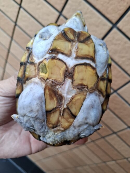 カブトニオイガメ（甲欠け）約11,5cm CB メス - 画像 (9)