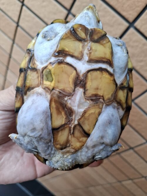 カブトニオイガメ（甲欠け）約11,5cm CB メス - 画像 (10)