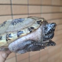 ジャイアントマスクタートル（甲長約14cm）CB メス　