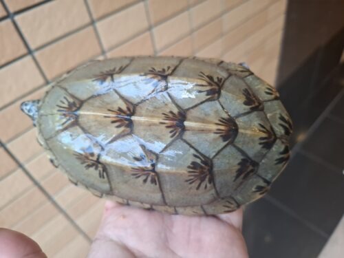 ジャイアントマスクタートル（甲長約14cm）CB メス　頬スレあり - 画像 (6)