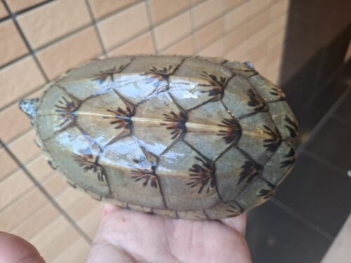 ジャイアントマスクタートル（甲長約14cm）CB メス　頬スレあり - 画像 (7)