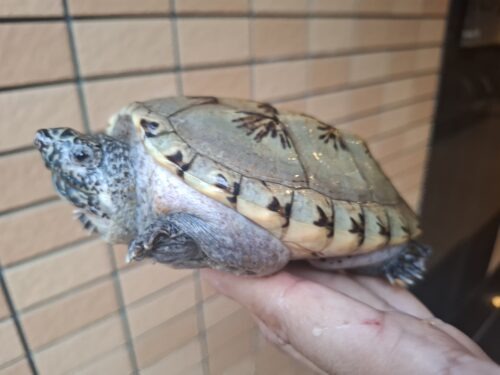 ジャイアントマスクタートル（甲長約14cm）CB メス　頬スレあり - 画像 (3)