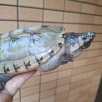 ジャイアントマスクタートル（甲長約14cm）CB メス　頬スレあり