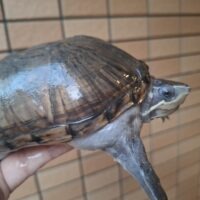 ミシシッピニオイガメ（甲長約14cm）WC メス