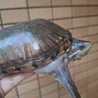 ミシシッピニオイガメ（甲長約14cm）WC メス