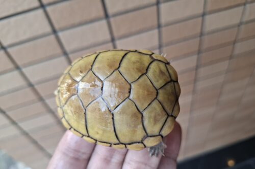 キイロドロガメ（甲長約6cm）国内CB - 画像 (3)