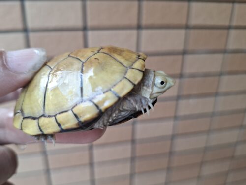 キイロドロガメ（甲長約6cm）国内CB - 画像 (5)
