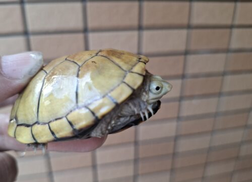 キイロドロガメ（甲長約6cm）国内CB - 画像 (7)
