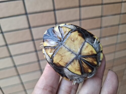 キイロドロガメ（甲長約6cm）国内CB - 画像 (9)