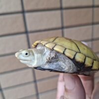 キイロドロガメ（甲長約6cm）国内CB