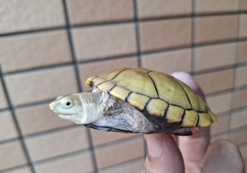 キイロドロガメ（甲長約6cm）国内CB - 画像 (6)