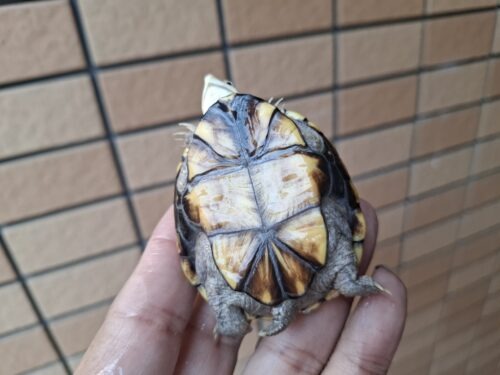 キイロドロガメ（甲長約6cm）国内CB - 画像 (10)