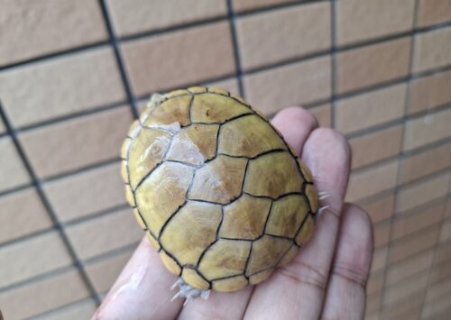 キイロドロガメ（甲長約6cm）国内CB - 画像 (8)