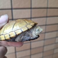 キイロドロガメ（甲長約6cm）国内CB
