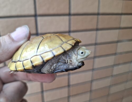キイロドロガメ（甲長約6cm）国内CB