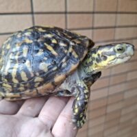 フロリダハコガメ（甲長約12cm）19CB メス（産卵経験あり）