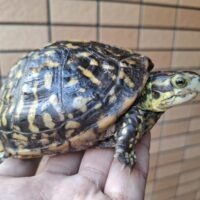 フロリダハコガメ（甲長約12cm）19CB メス（産卵経験あり）