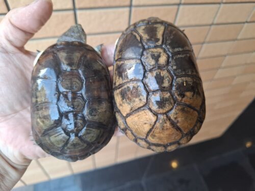 ヒメハコヨコクビガメ（甲長約9,5～11cm）WCペア - 画像 (9)